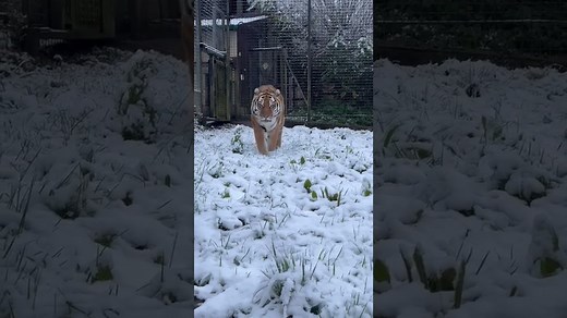 Siberian tiger prowls through snowy terrain