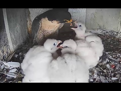 Falcon Chicks Grow So Fast! 10x Their Hatching Weight | Discover Wildlife | Robert E Fuller