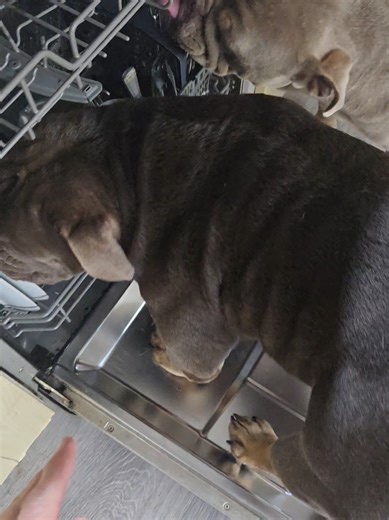 Understanding English Bulldogs: The Perfect Pet