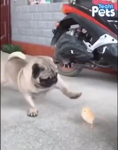 394K views · 10K reactions | So so cute.. 殺殺 #pug #puglife #puppy | Marie A. Cox | Facebook