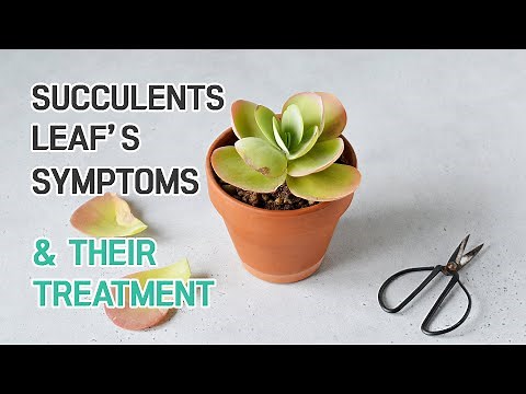 SUCCULENT CARE TIPS | SUCCULENT LEAVES TROUBLES & THEIR TREATMENTS