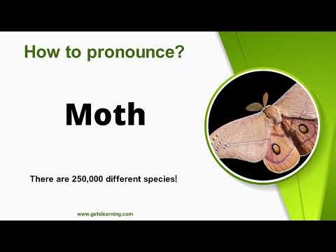 How to Say Moth in English Correctly