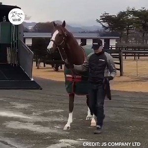 California Chrome has arrived safely at Arrow Stud in Hokkaido, Japan, where he will begin the next chapter of his life as a stallion. 💜 | World Horse Racing