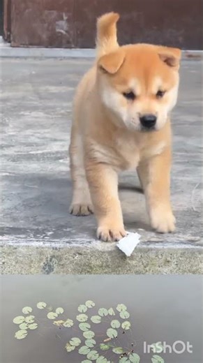 sweet baby dog #shortvideo