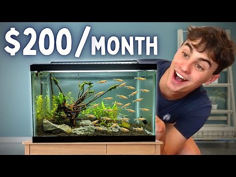 5 Ways to Make Money Breeding Fish - With 1 Tank!