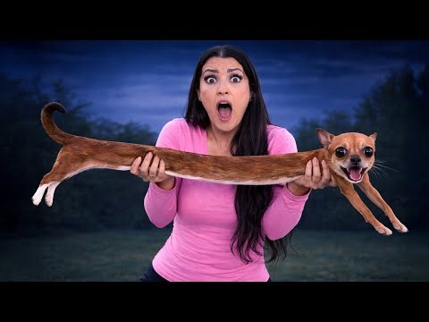 My Dog Can't Stop Getting Longer…