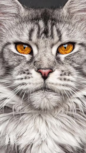 Cat Faces Compilation - Funny and Cute Cat Expressions