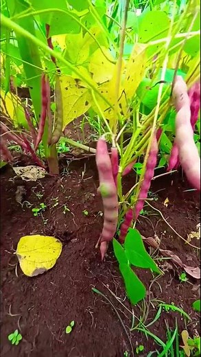 "Discover Why Contour Ploughing and Intercropping Are Game-Changers for Sustainable Farming!