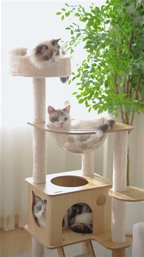 Cute Cat Tree Setup for Multi-Cat Homes 🐱 | Must-Have Cat Furniture 2026