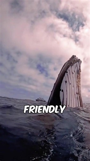 Top 3 Massive Peaceful Animals #animalfacts #wildlife #top3