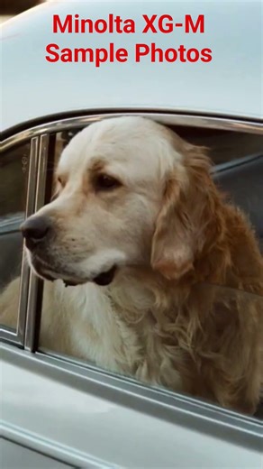 Minolta XG-M (Film Camera) Sample Pictures with dialog