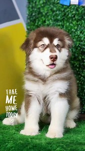 Alaskan malamute red 🍒 Puppy Alaskan Malamute Red dengan warna bulu hangat dan struktur tubuh yang mulai terbentuk rapi. Tatapan polos tapi berani, menunjukkan potensi karakter kuat sejak usia dini. Bukan hanya lucu, tapi punya masa depan. #alaskanmalamute #malamutepuppy #reddog #doglover #doglife instadog puppylife dogsofindonesia genjiglory | Genji Glory