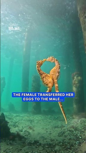 Magical moment seahorses 'kiss' captured by diver
