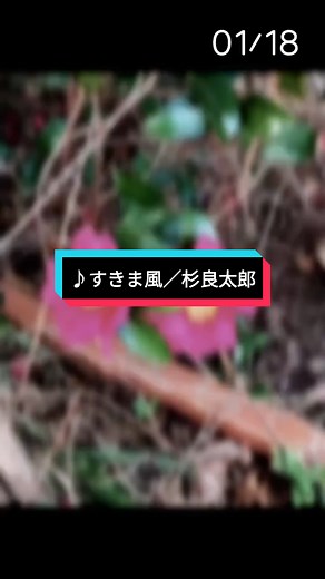 杉良太郎「すきま風」歌詞の深層
