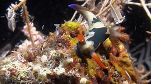 Aftermath Of The Asteroid How Long Did Dinosaurs Last After The Impact | Destiny Media