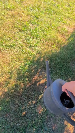 What Dug This Massive Hole At The Barn #backyardchickens #rodents #barn | BIG Feathers Farm