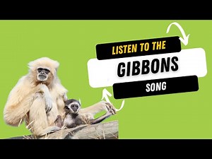 Gibbons Singing at Tanganyika Wildlife Park