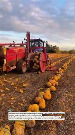 Pumpkin Crushing Harvester in Action 🎃🚜 Massive Field Processing! #Farming #AgriTech #TractorPower