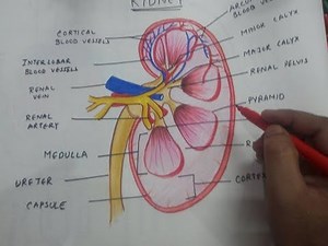 how to draw kidney anatomy