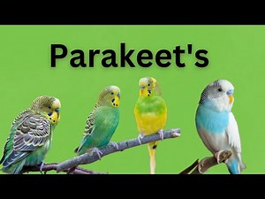 How to Care for Your Parakeet: Essential Tips for New Bird Owners
