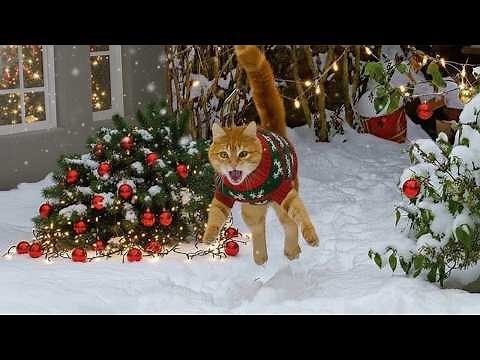 Dramatic Cats Bring Chaos to Your Christmas! 🎄😲😹 NEW Funny Cats Video