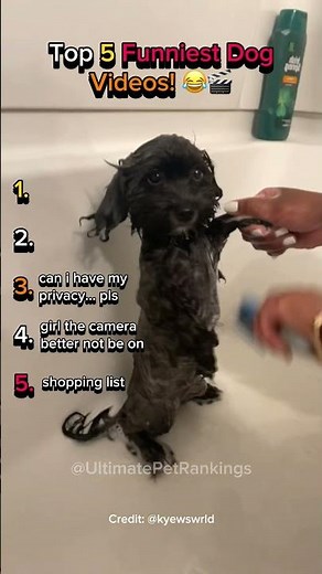 Top 5 Funniest Dog Videos on the Internet Right Now! 🤣 Must Watch!