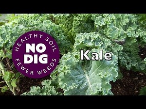 Kale's fantastic varieties for tasty harvests, raw or cooked and year-round