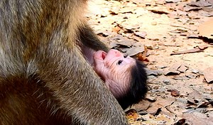 5.4K views · 177 reactions | Poor newborn baby monkey crying low sounds request Mom milk | Animals JoJo Family | Facebook