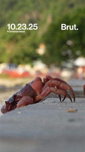 8.2K views · 82 reactions | Christmas Island is turning red as millions of crabs begin their annual migration from forest to sea. The natural spectacle, reported by the Australian Broadcasting Corporation and Christmas Island National Park, sees the crimson crustaceans swarm across roads and beaches to spawn, temporarily disrupting island life. #redcrab #crabmigration #asmr #redcrabs #christmasisland | Brut | Facebook