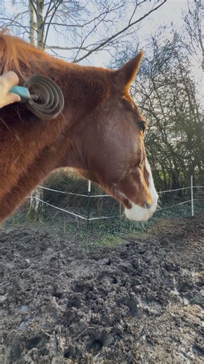 ❌ AIE AIE AIE… Mes chevaux sont au au foin à volonté 🤤, avec un accès à l’herbe régulé. Tous étaient en état en terme de poids voir un peu bien portants, et pourtant… J’aurais du commencer à complémenter bien plus tôt. Pas pourtant les maintenir en état, pas pour un boost d’énergie mais pour les besoins qui ne sont pas couverts par le foin et l’environnement auxquel ils ont accès. Résultats visibles 🔍 : le poil d’hiver n’était pas très beau, Neytiri a fait un peu de dermatophilose, Verdi beauc