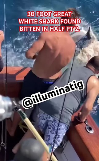 30 foot great white shark found bitten in half part 2
