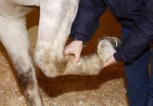 All about ultrasound - Horse & Hound