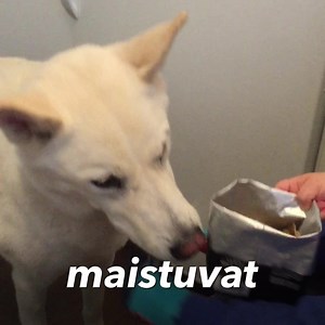 Tämä resepti on niin helppo, että 2-vuotiaskin osaa 😉😅 Tee itse parhaat koulutusnamit – ilman lisäaineita, viljaa tai säilöntäaineita. Vain 4 raaka-ainetta! - Pennulle erinomaiset koulutusnamit - 1000 namia taskuun, helposti ja edullisesti - Puolikosteat, pehmeät herkut maistuvat nirsollekin koiralle - Lihaisat namit ovat sopiva osa ruokavaliota – ei turhia kaloreita! Nappa resepti talteen täältä: https://www.luonnollinenruokinta.fi/blog/parhaat-koulutusnamit-koiralle-ilman-lisaaineita | Luonn