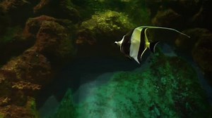 Poisson-idole mauresque (Zanclus cornutus) nageant sous l'eau