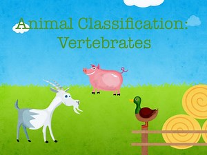 Animal Classification: Vertebrates