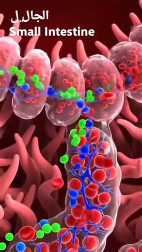 Small Intestine Absorption