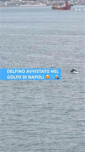 DELFINO avvistato nel GOLFO di NAPOLI 😍🐬💙🌋
