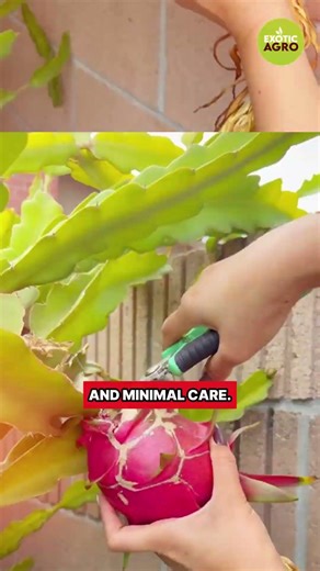 3 Exotic Crops You Can Grow At Home #crops #shorts