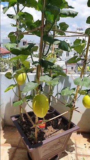 how to grow Cantaloupe Melon in pots #gardening #garden #fruit #shortvideo #shorts