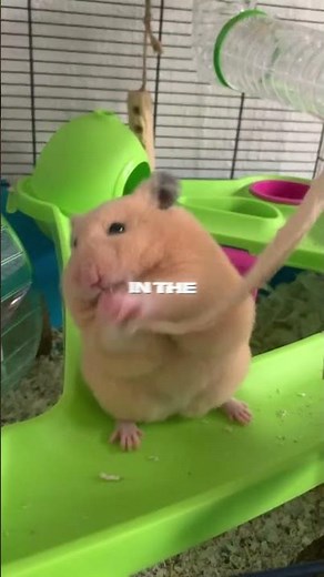 Hamster Teeth Grow FOREVER 🦷 The Surprising Science of Hamster Chewing