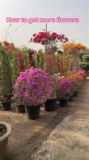 How to get more flowers on bougainvillea #bougainvillée nvillea | AGP Nursery Farm
