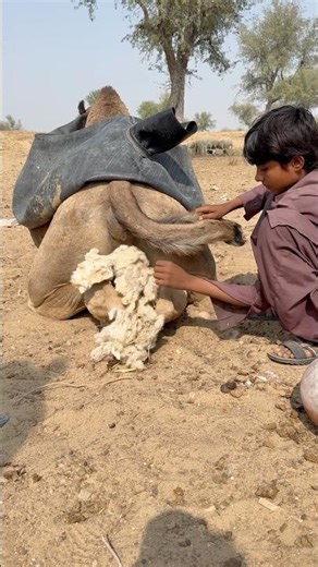 العنايةُ بالأوتنية في حرِّ الصحراء | وضعُ صوفِ الـ“سِيب” بين ساقيها لتخفيف الحرارة
