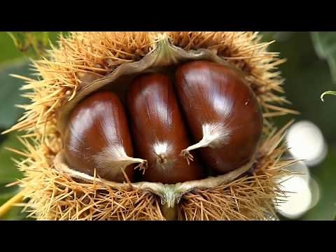 El castaño - Castanea sativa