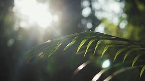 Close-Up Shot Of Tiny Bugs Flying Around The Plant With Natural Sunlight