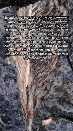 Sometimes paleontology is carefully reconstructing a dinosaur skeleton one bone at a time. Sometimes it’s digging through 66 million year old feces. Scientists recently examined a fossilized piece of dinosaur feces, called a coprolite, from Montana’s Hell Creek Formation and found something incredible inside, an exceptionally preserved feather, along with bird bones and tiny fish scales. Basically, something ate a bird, possibly alongside other prey, went about its prehistoric business, and acci