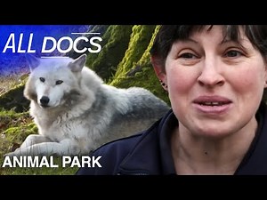 Seeing What the Canadian Timber Wolf Are up To | Animal Park | All Documentary