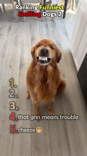 Ranking funny Dog smiles 2#funny #funnyvideos #hilariousfails #comedyvideos