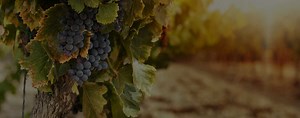 Winery & Wine Tours | Kevin Smith Transportation Group