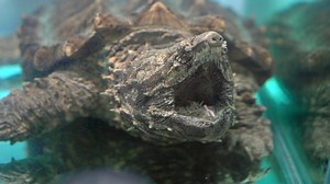 Alligator Snapping Turtle Fish Tank Museum Stock Footage Video (100% Royalty-free) 1046068051 | Shutterstock