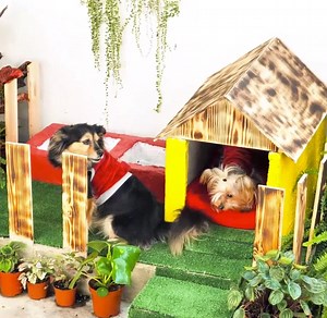 1M views · 4.2K reactions | Cozy homes for your pets. | 5-Minute Crafts Family | Facebook